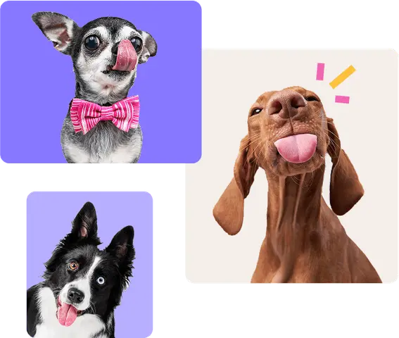 Dog Month Giveaway image of dogs