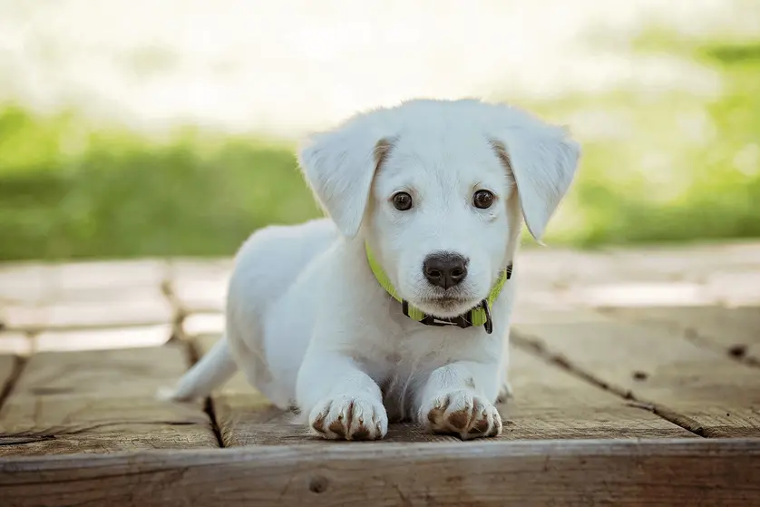 A photo of a white little puppy