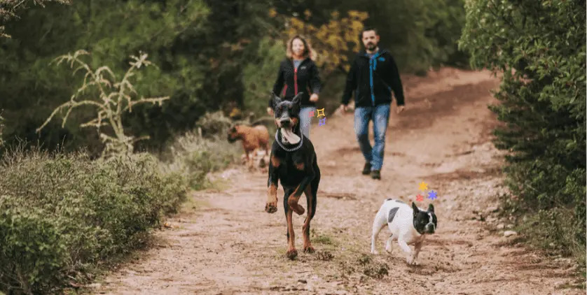 collaborative pet photo books cover image